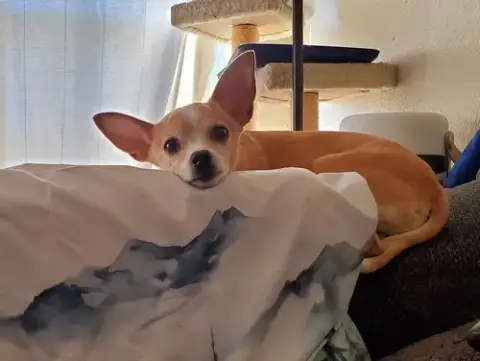 Penny photo 3