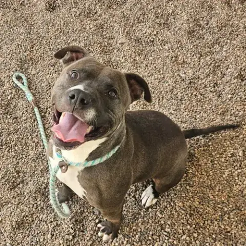 Sir Duke