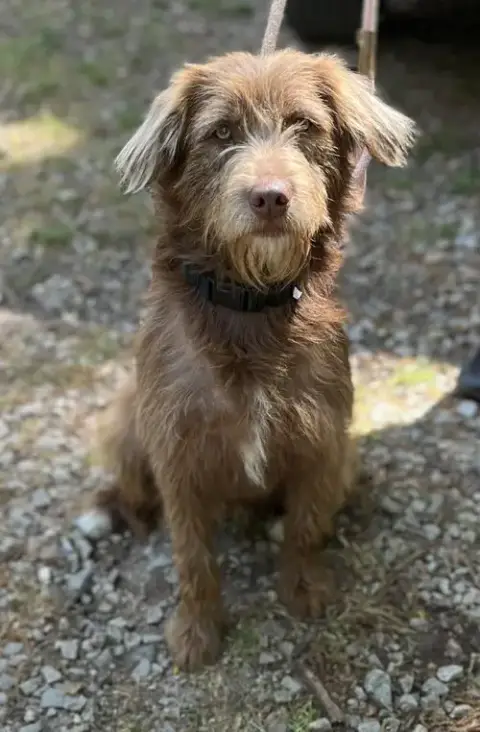 Duke