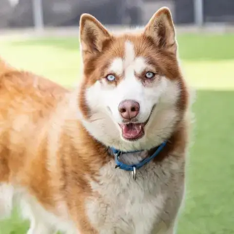 Nala
