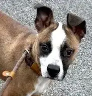 Watson