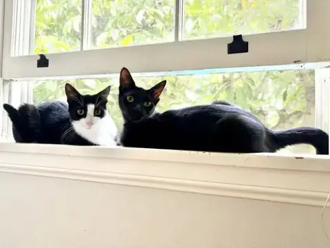 Miss Ming Ming & Mr Bing Bing photo 4