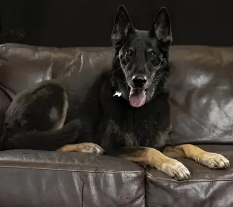 Rocco photo 2