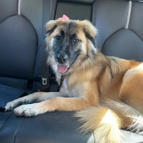 Nala Xviii