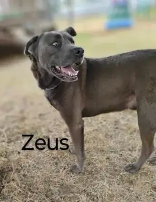 Zeus photo 4