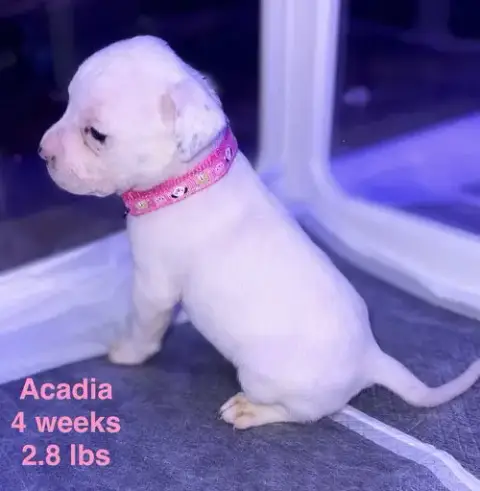 Acadian