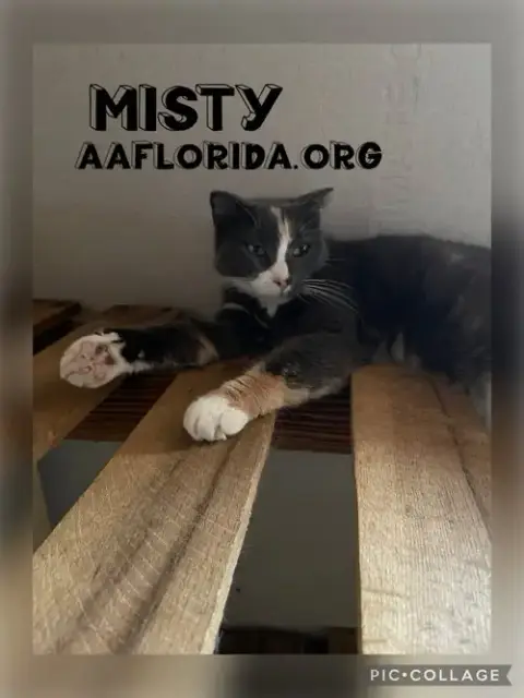 Misty *Cyd photo 2