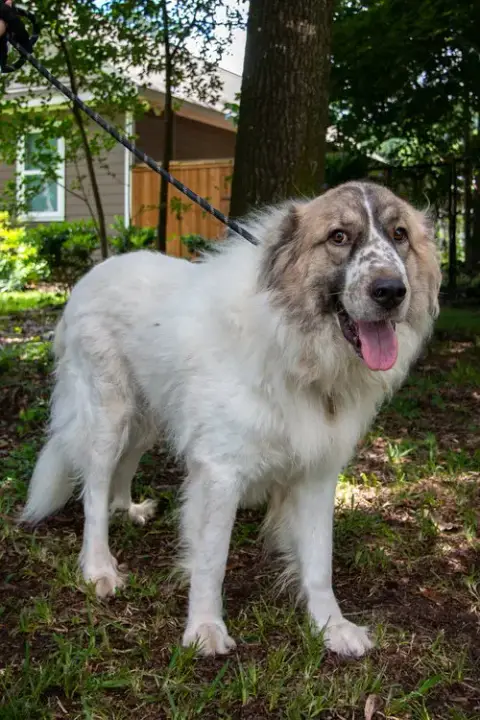 Balou Bonded With Lumi photo 3