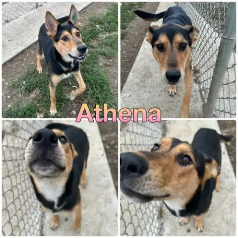Athena
