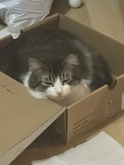 Max And Luna Bonded