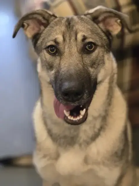 Moxie