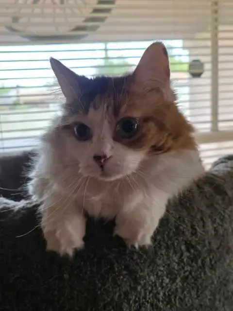 Coco