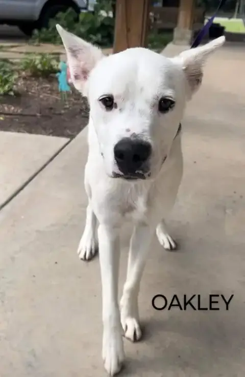 Oakley photo 5