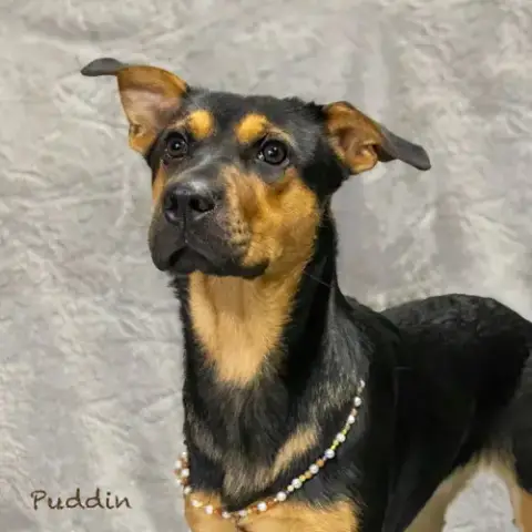 Puddin photo 3