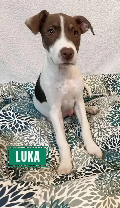 Luka photo 4