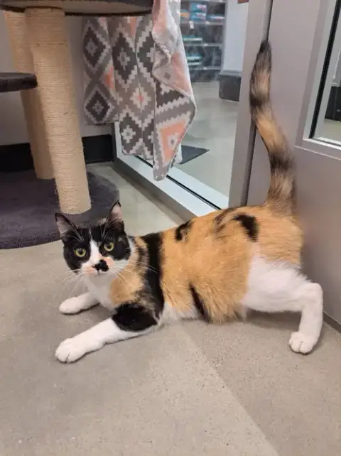 Vivian At Petsmart Newington photo 4