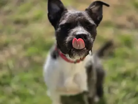 Sirius Black photo 3