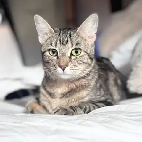 Merle