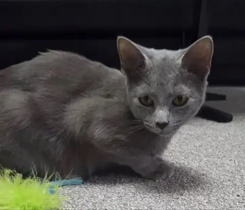 Cinder- Ella