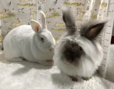 Harvey And Hobert