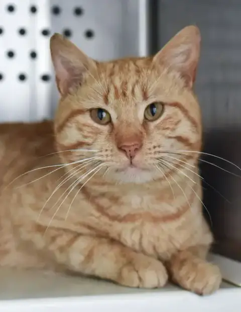Oriole Felv+