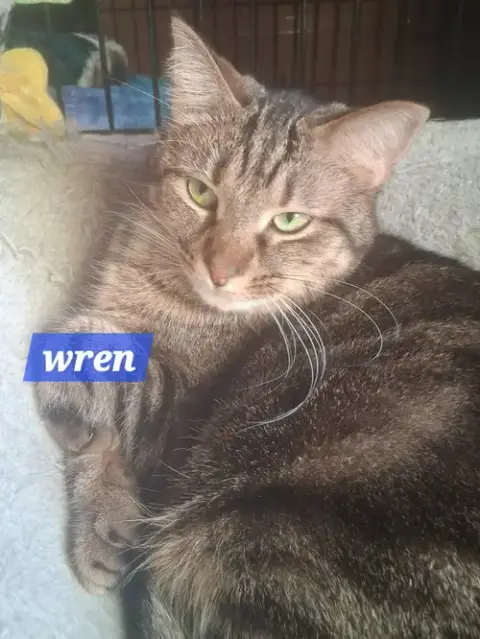 Wren