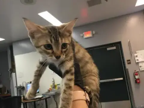 Nala