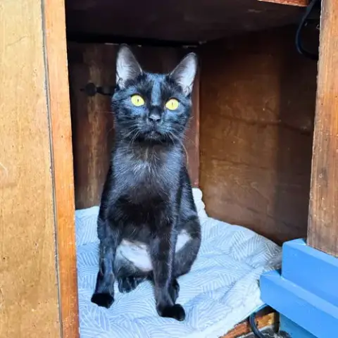 Obsidian