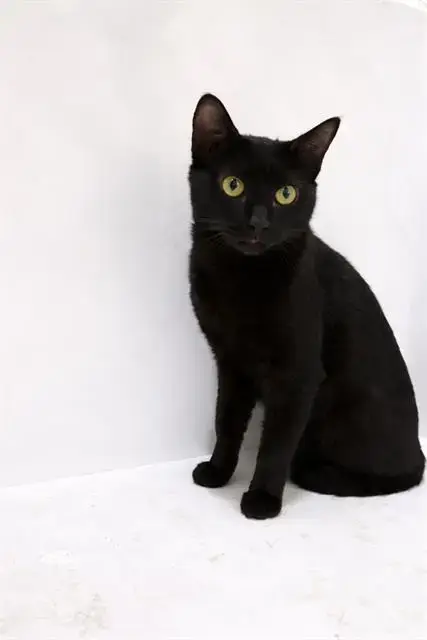 Oliver