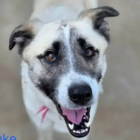 Duke photo 4