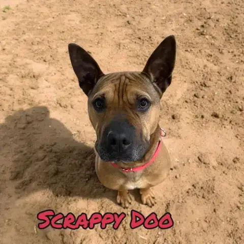 Scrappy Doo photo 2