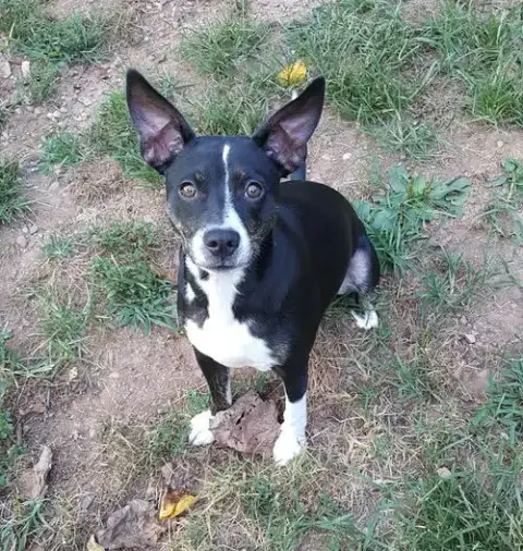 Trixie photo 4