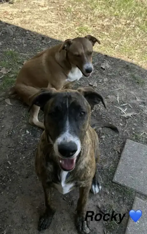 Rocky- Playful Pal photo 2
