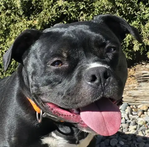 Chauncey De Charmer ~ Exquisite Pocket Bully
