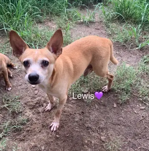 Lewis