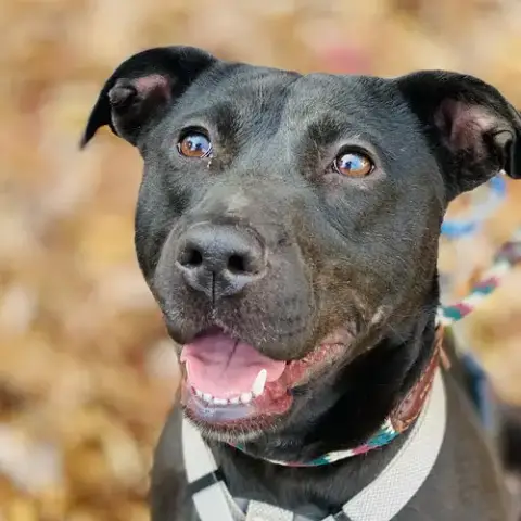 Sooney *Adopt Or Foster* photo 3