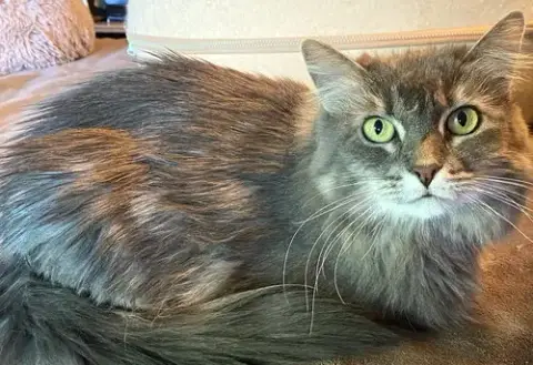 Zeena