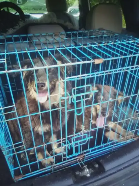Sheltie Squad