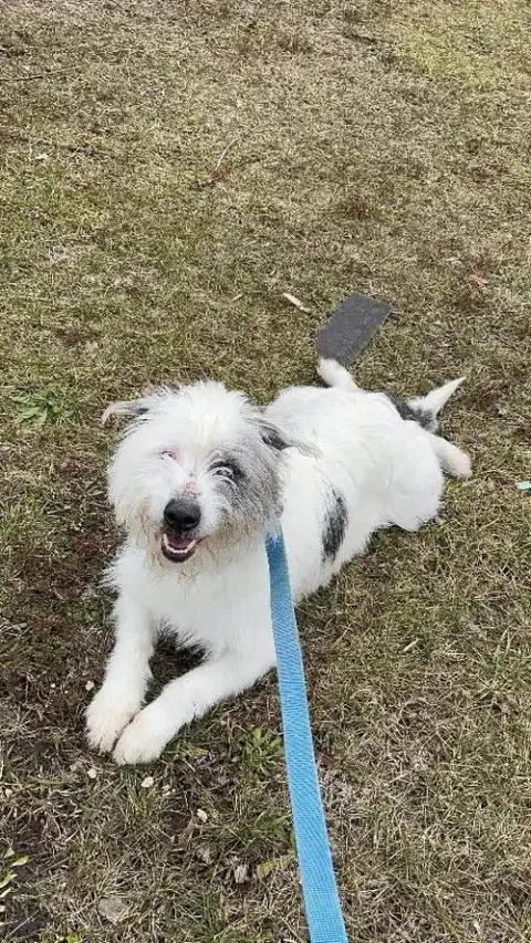 Loki