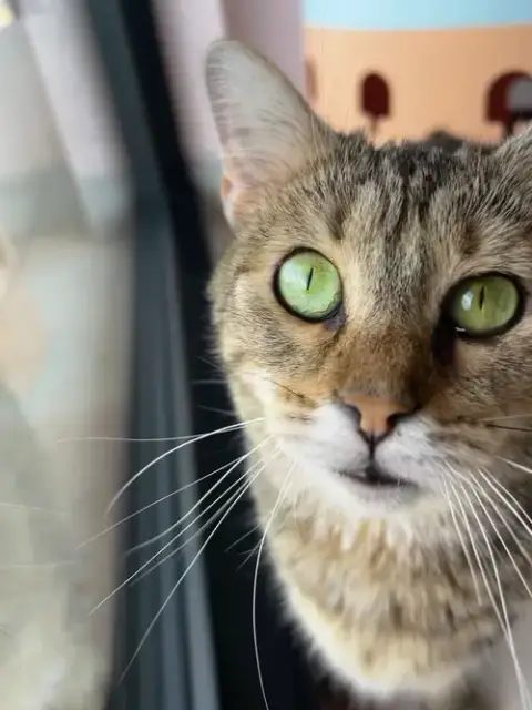 Emerald photo 2