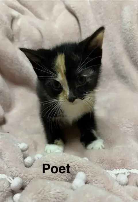 Poet