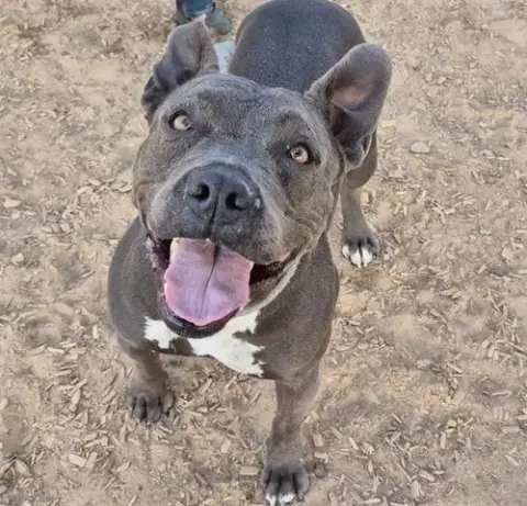 Nova