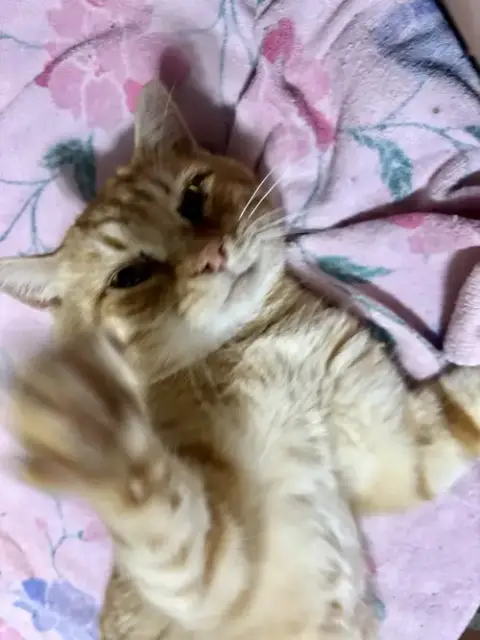 Acai photo 3