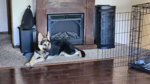 Koda photo 3