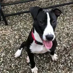 Bocephus