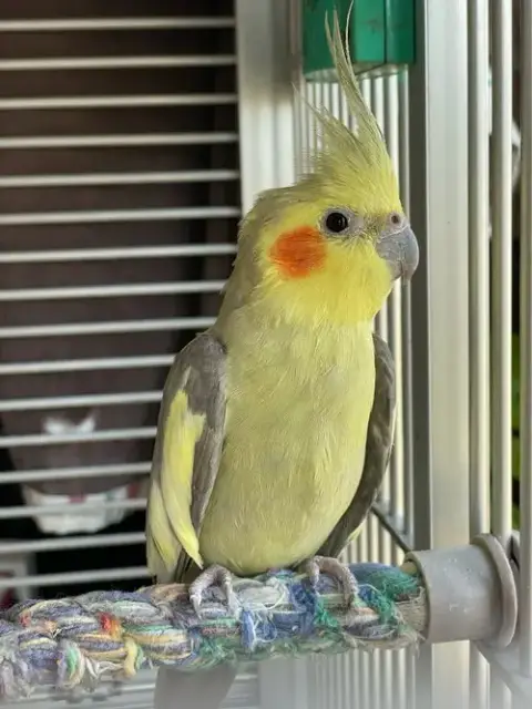 Linus photo 2