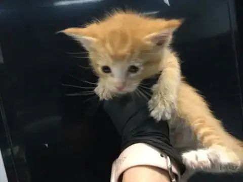 Panko