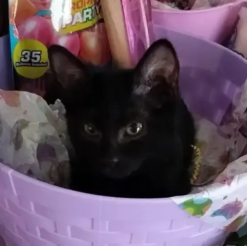 Bunny