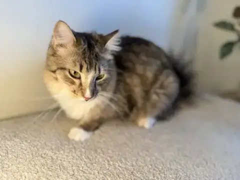 Benji