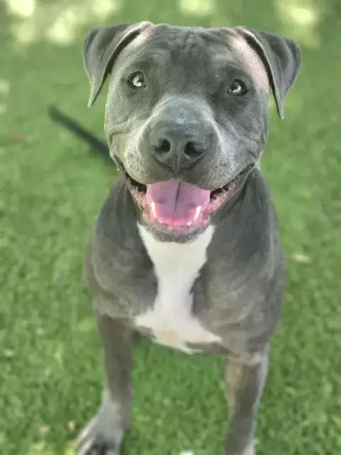 *Bomb Pup Pupsicle